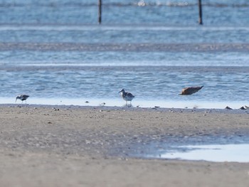 オバシギ ふなばし三番瀬海浜公園 2023年5月2日(火)