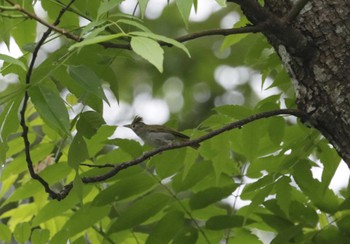 White-bellied Erpornis Cuc Phuong National Park Tue, 5/2/2023