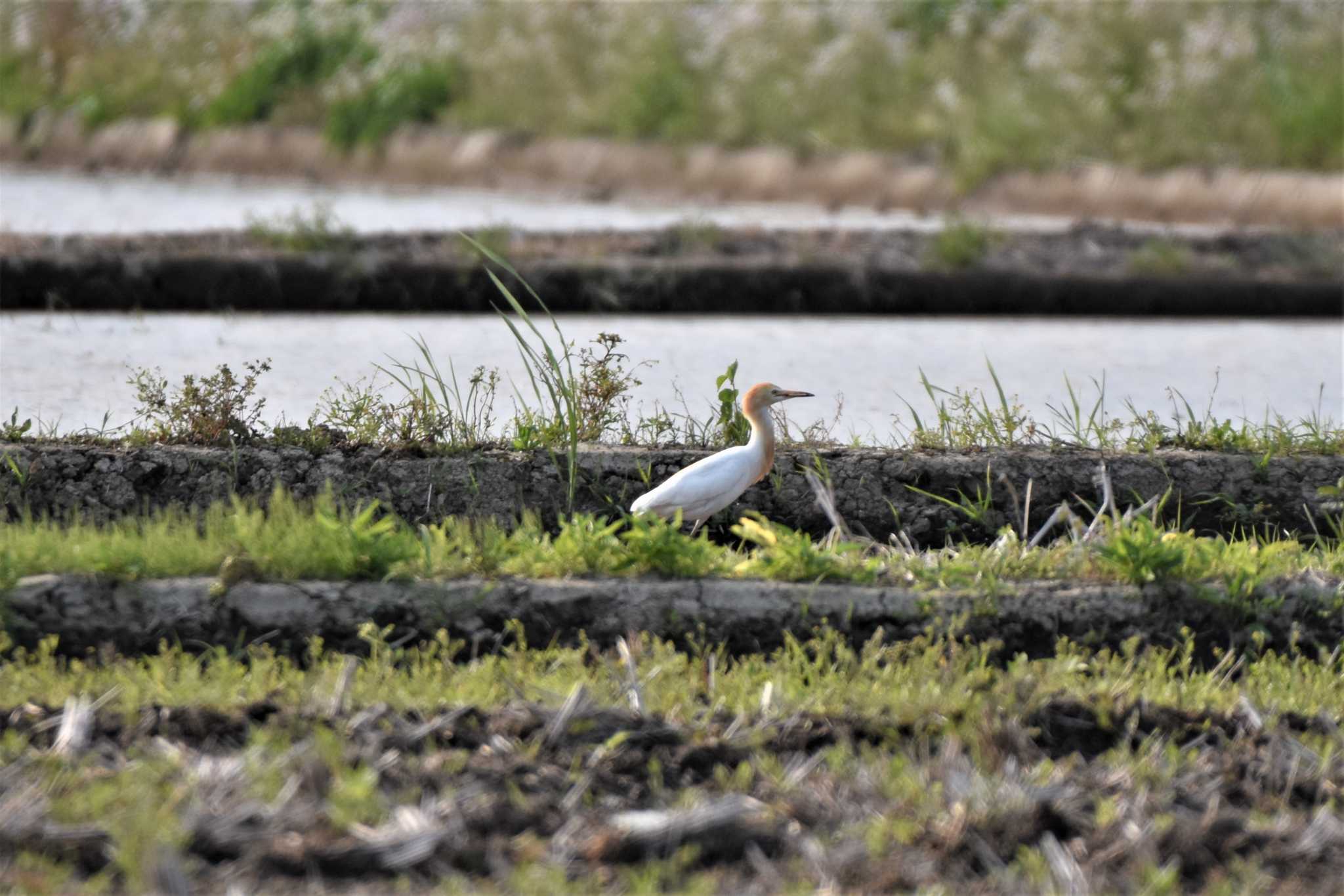 アマサギ