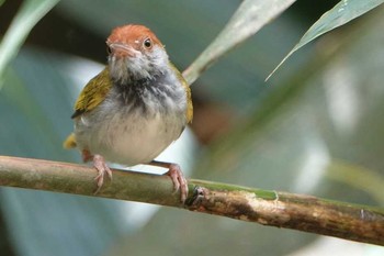 ノドグロサイホウチョウ タイ 2018年6月13日(水)