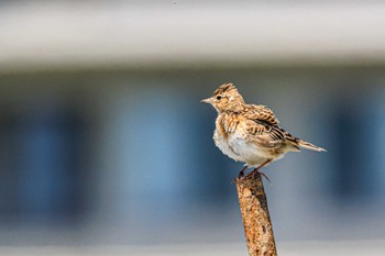 Eurasian Skylark 皿池(明石市大久保町) Sun, 4/23/2023