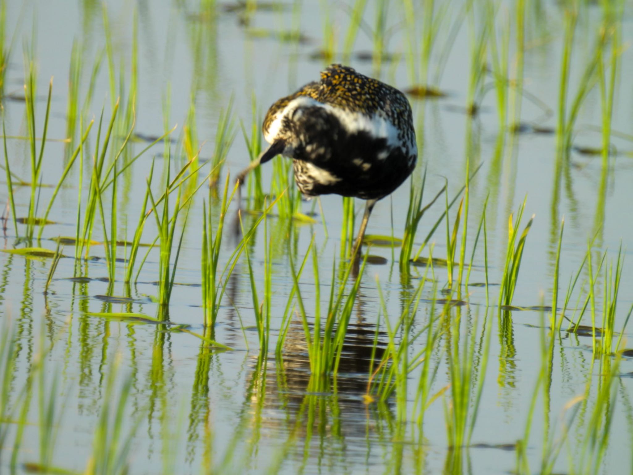 Photo of Pacific Golden Plover at 新潟市西区 by ぽちゃっこ