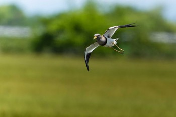 Grey-headed Lapwing 草津下物 Fri, 5/12/2023