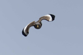 Grey-headed Lapwing 草津下物 Fri, 5/12/2023