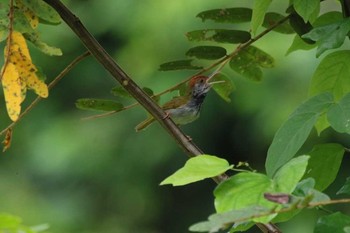 ノドグロサイホウチョウ タイ 2018年6月13日(水)