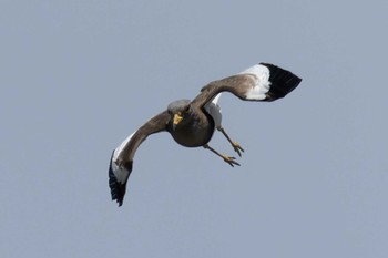 Grey-headed Lapwing 草津下物 Fri, 5/12/2023