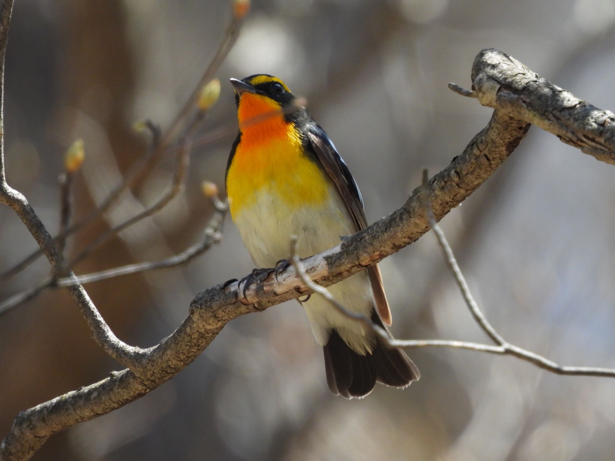 Photo of Narcissus Flycatcher at 赤城山 by Koutoku