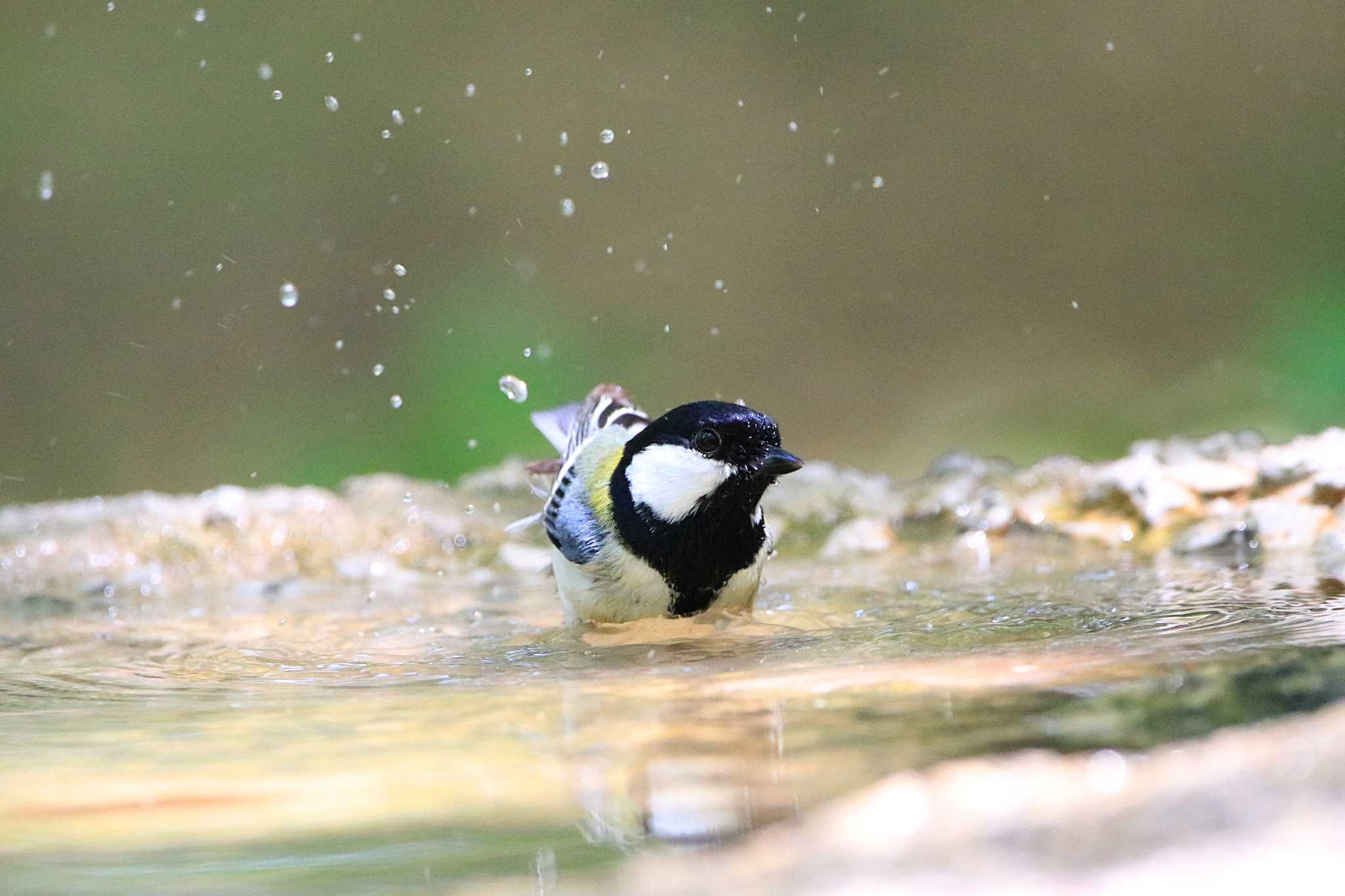 シジュウカラ