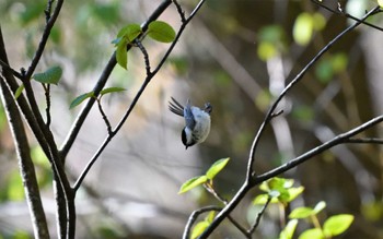 Willow Tit 上高地 Wed, 5/10/2023