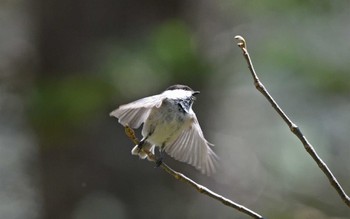 Willow Tit 上高地 Thu, 5/11/2023