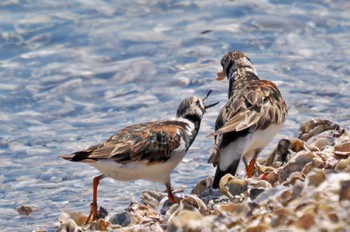 キョウジョシギ 葛西臨海公園 2023年5月10日(水)