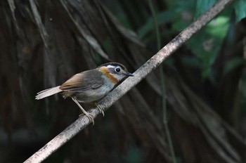 Rufous-throated Fulvetta Cuc Phuong National Park Mon, 5/1/2023