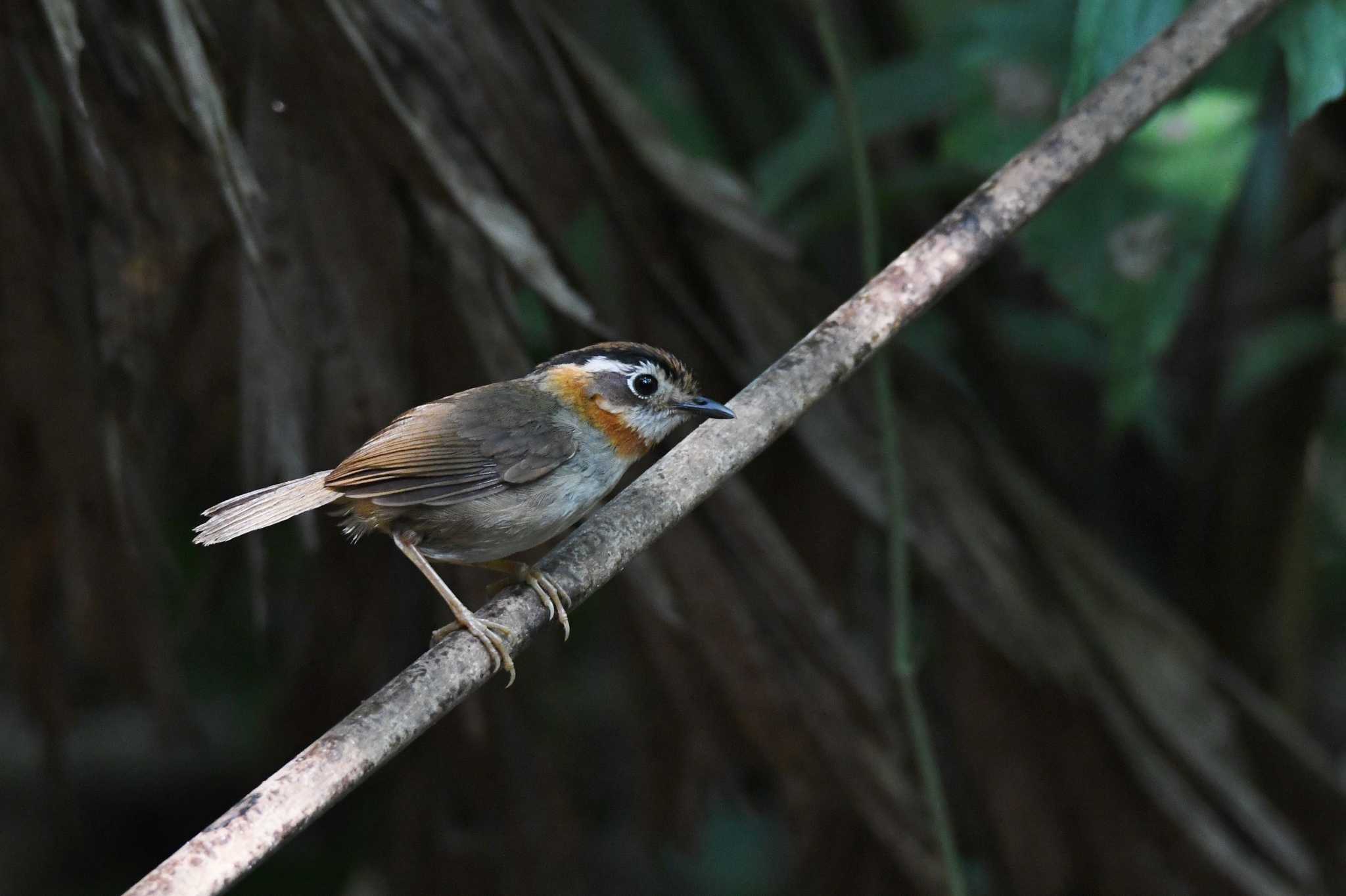 Photo of Rufous-throated Fulvetta at Cuc Phuong National Park by あひる