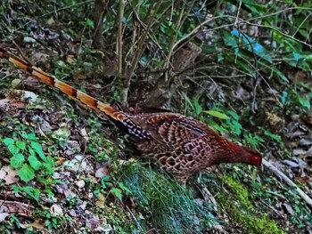 2023年5月12日(金) 長良川ふれあいの森の野鳥観察記録