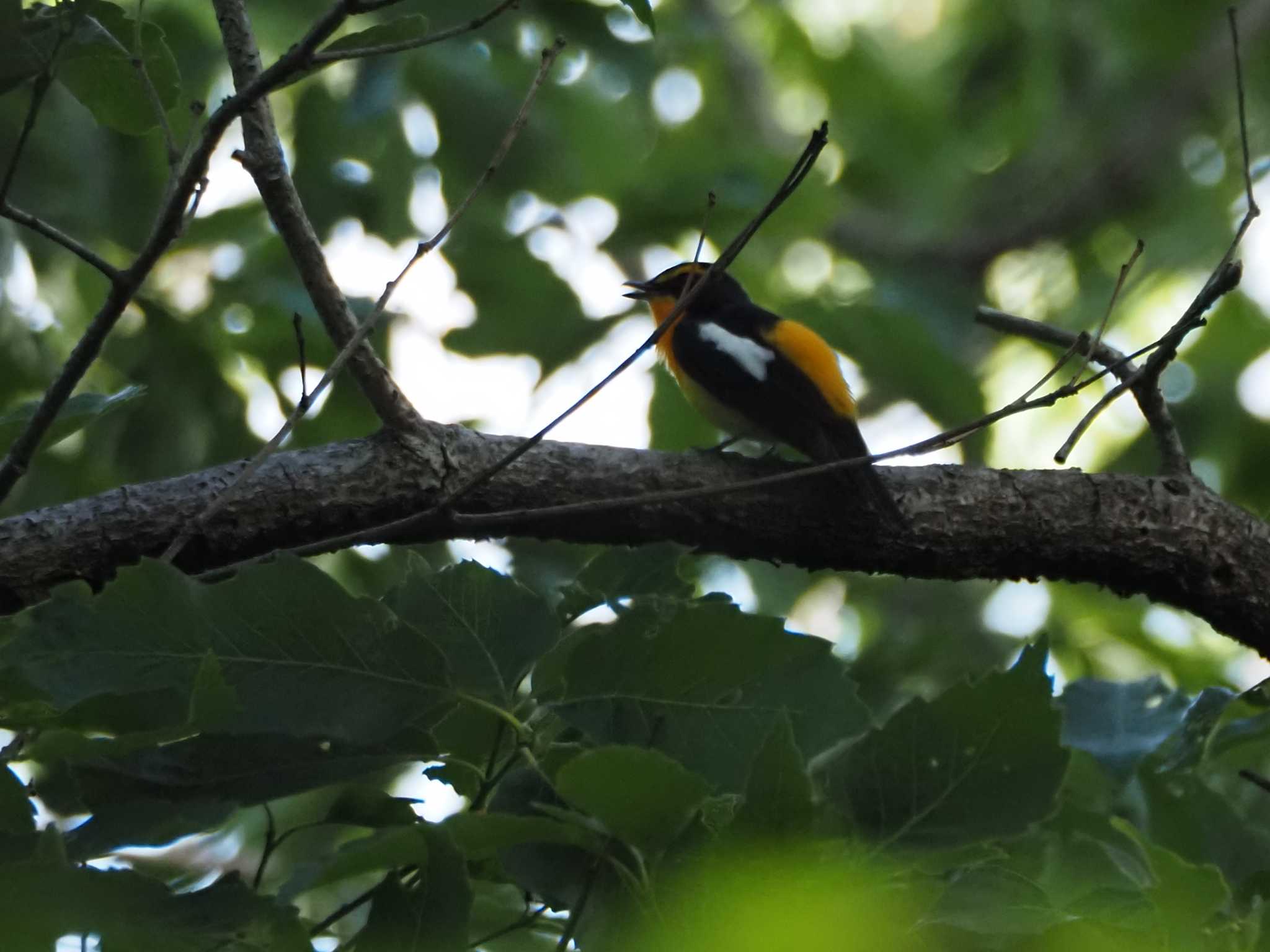 Photo of Narcissus Flycatcher at 長良川ふれあいの森 by MaNu猫