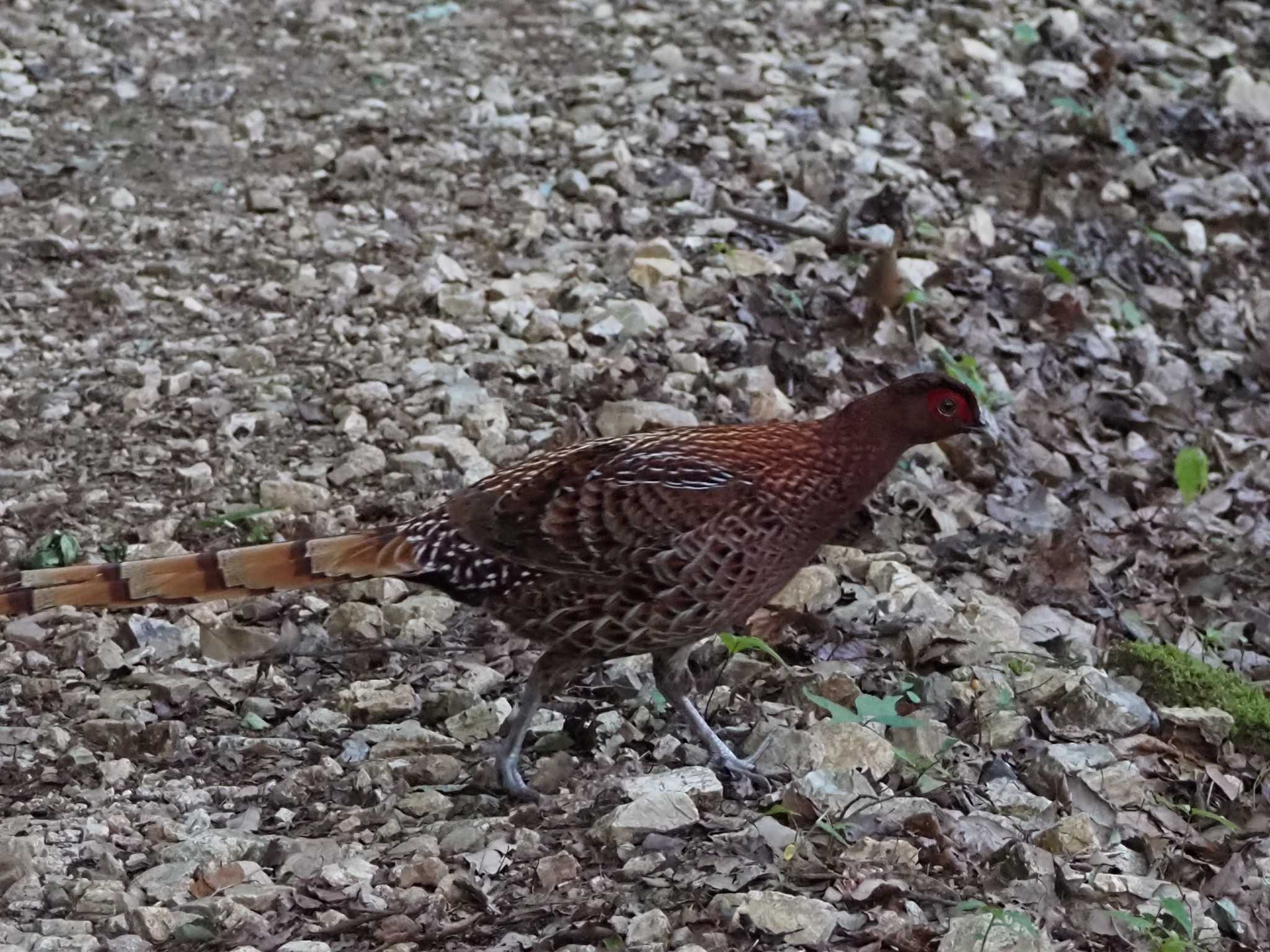 Copper Pheasant