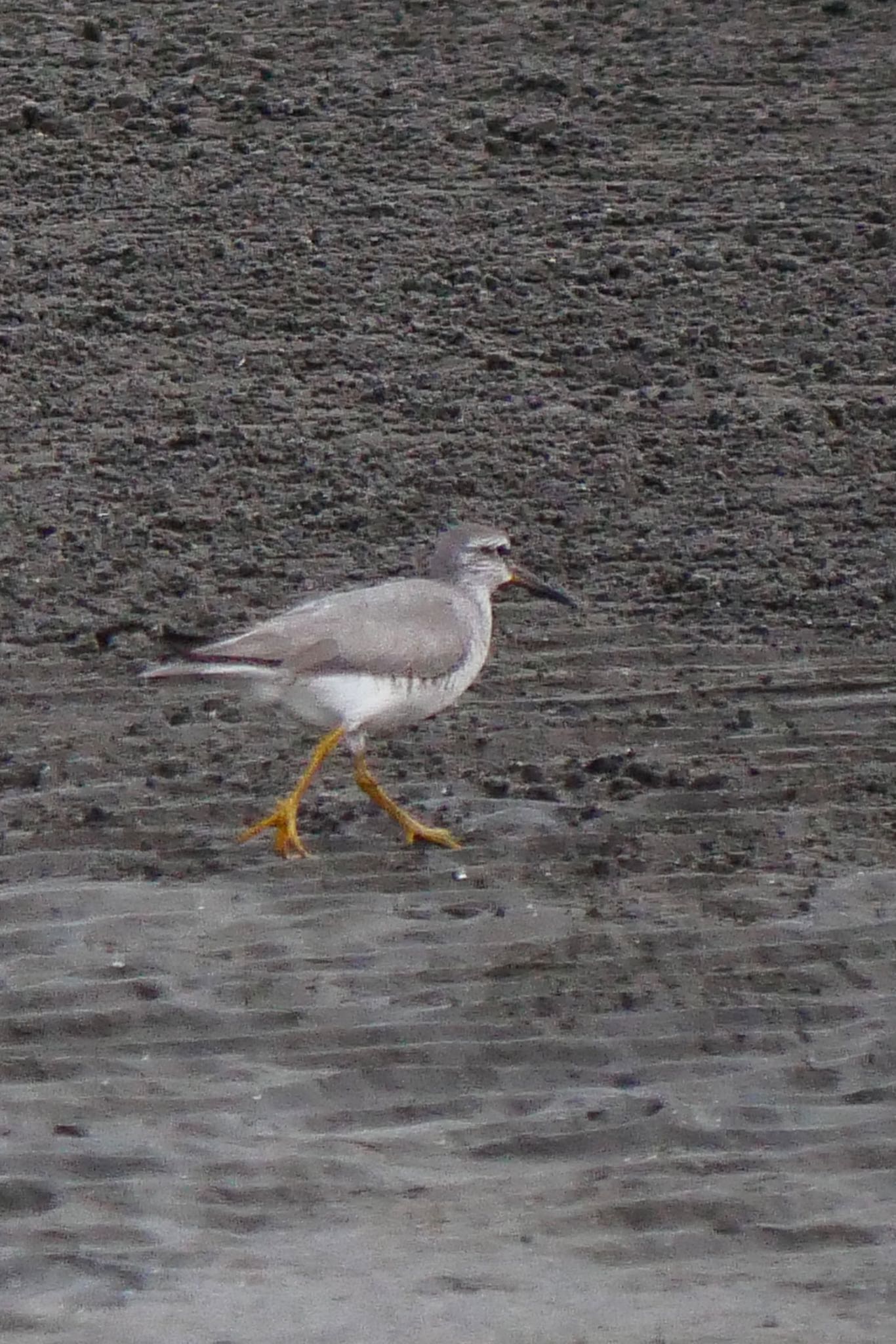 Photo of Grey-tailed Tattler at Sambanze Tideland by アカウント3603