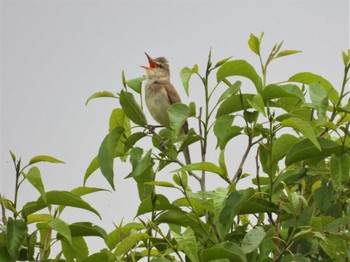 2023年5月13日(土) 芝川第一調節池(芝川貯水池)の野鳥観察記録