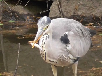 Grey Heron 航空公園 Sat, 5/13/2023