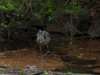 Grey Heron 航空公園 Sat, 5/13/2023