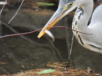 Grey Heron 航空公園 Sat, 5/13/2023