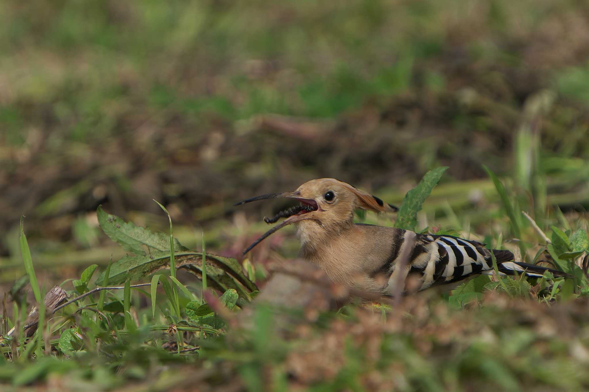 Eurasian Hoopoe