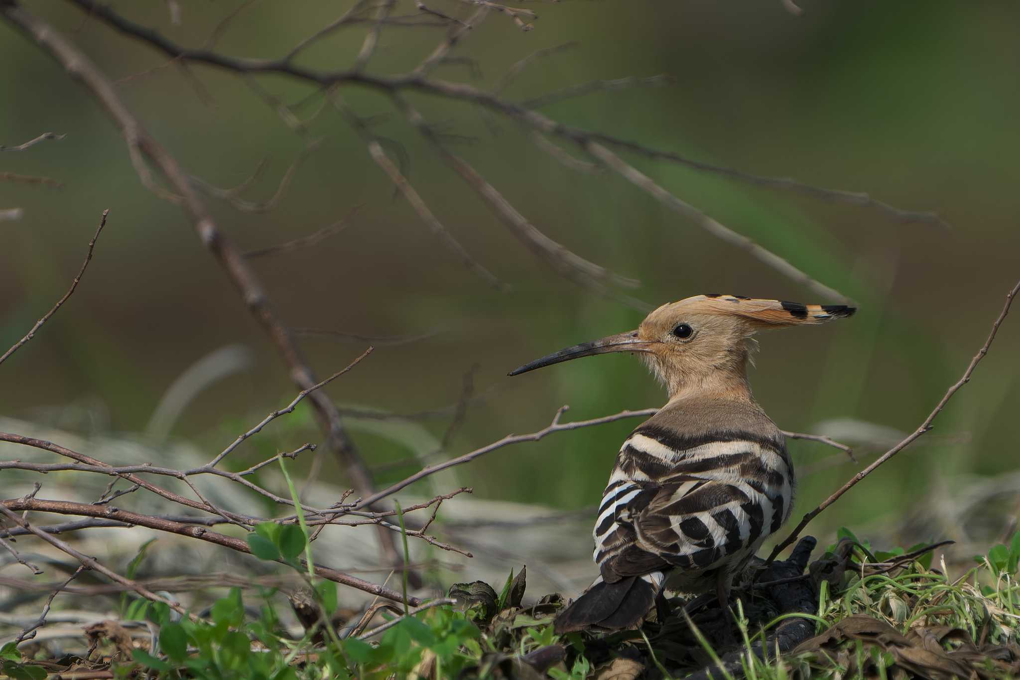 Eurasian Hoopoe