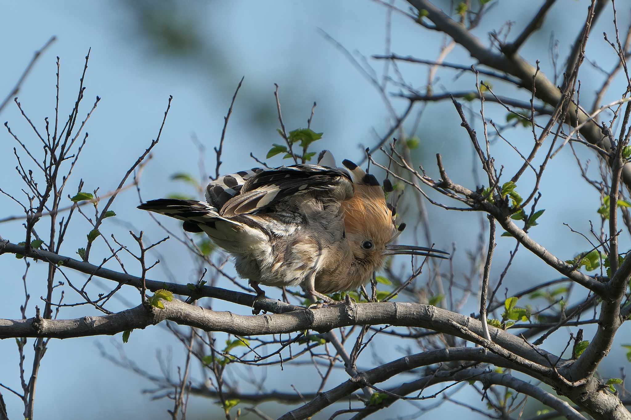 Eurasian Hoopoe