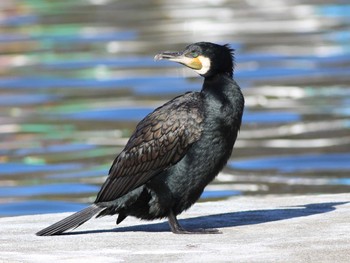 カワウ 石神井公園 2023年2月26日(日)