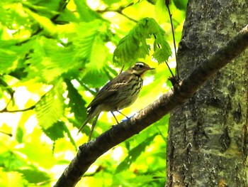 ビンズイ 旭山記念公園 2023年5月13日(土)