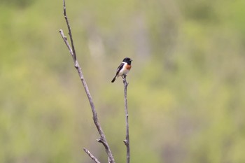 Amur Stonechat 札幌モエレ沼公園 Sat, 5/13/2023