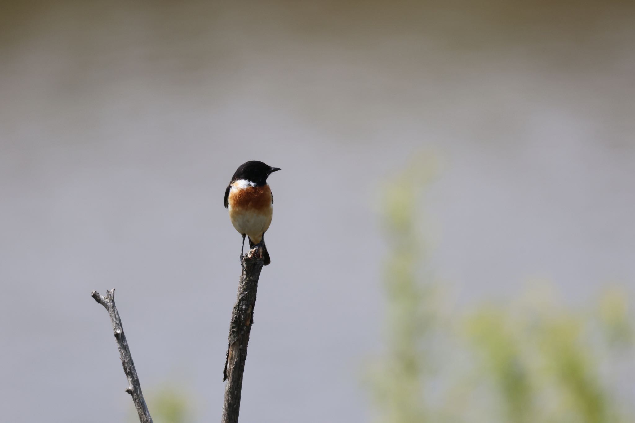 Photo of Amur Stonechat at 札幌モエレ沼公園 by will 73