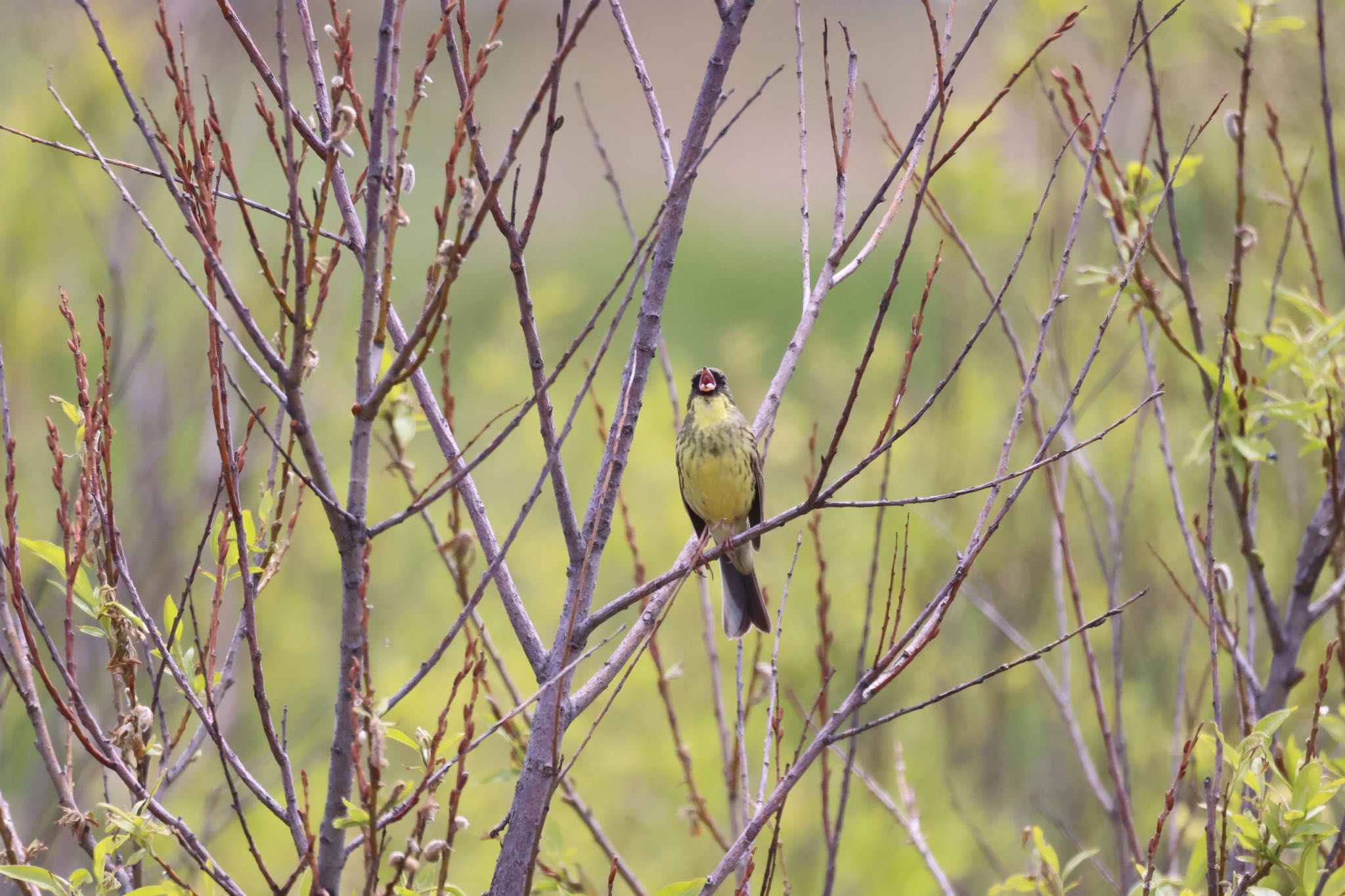 Photo of Masked Bunting at 札幌モエレ沼公園 by will 73