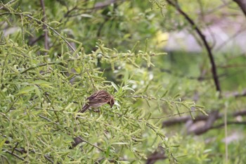 Common Reed Bunting 札幌モエレ沼公園 Sat, 5/13/2023