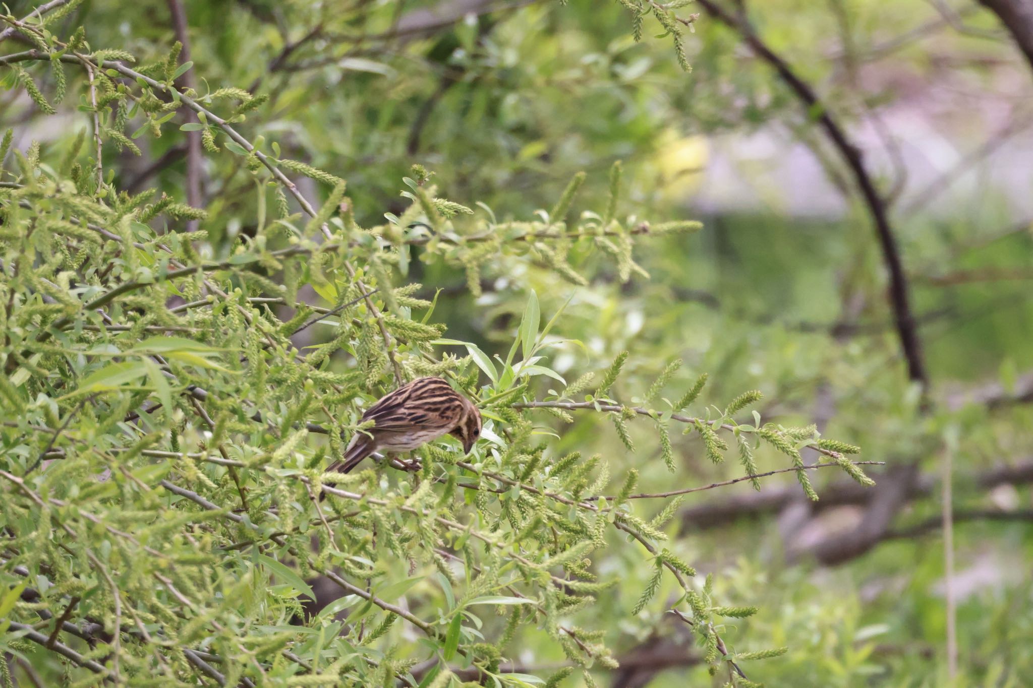 Common Reed Bunting