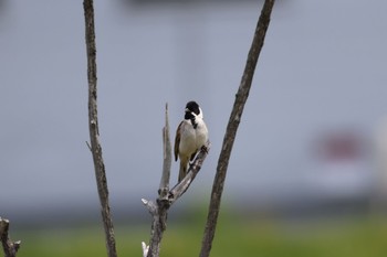 Common Reed Bunting 札幌モエレ沼公園 Sat, 5/13/2023