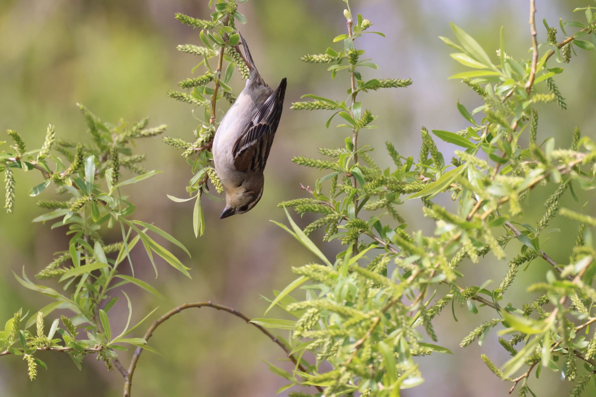 Photo of Russet Sparrow at 札幌モエレ沼公園 by will 73