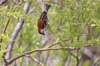 Russet Sparrow 札幌モエレ沼公園 Sat, 5/13/2023