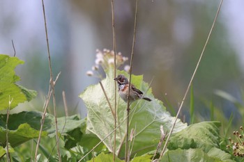 Chestnut-eared Bunting 札幌モエレ沼公園 Sat, 5/13/2023