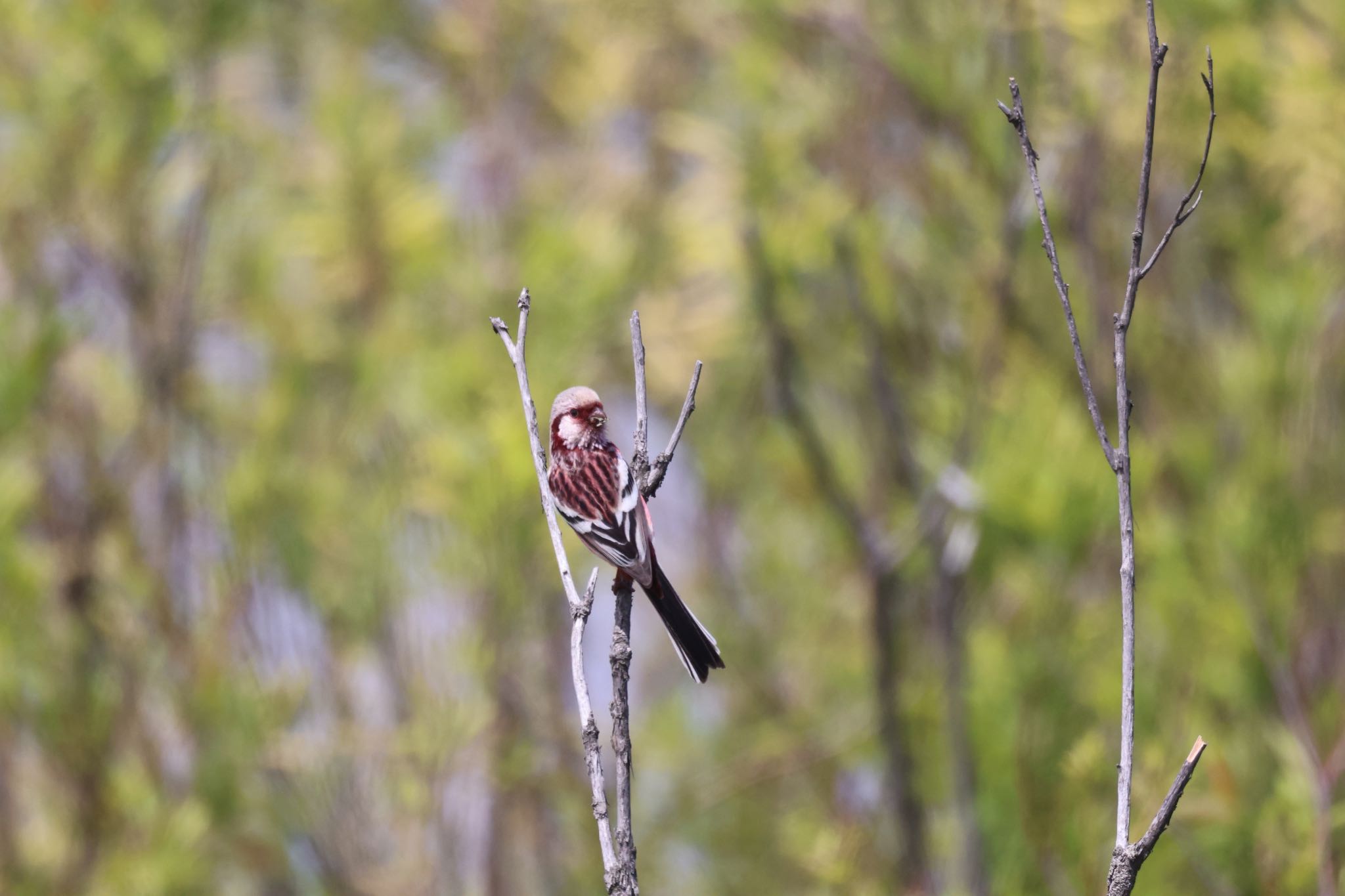 Siberian Long-tailed Rosefinch