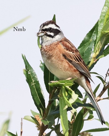 Meadow Bunting Unknown Spots Unknown Date