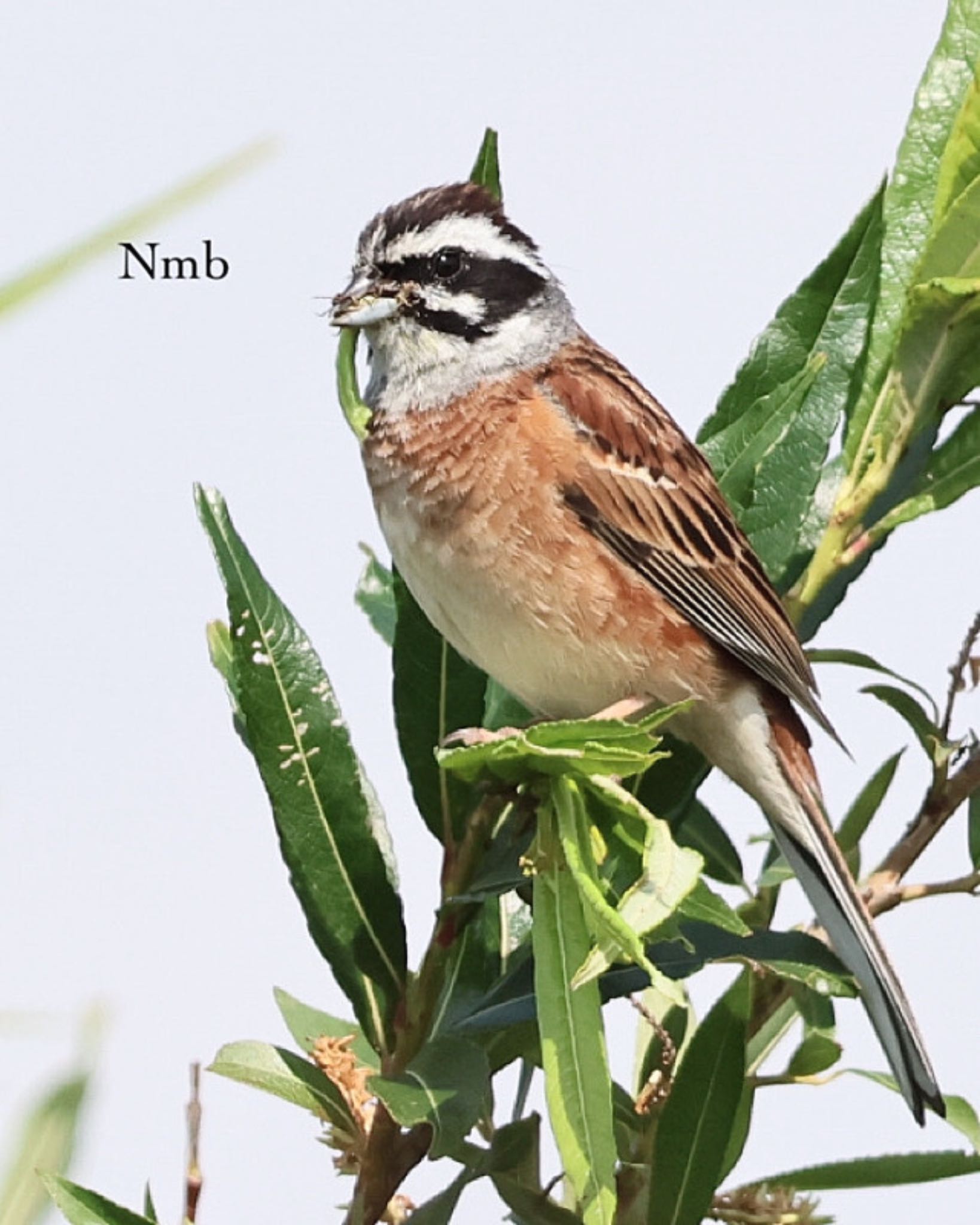 Photo of Meadow Bunting at  by soul.number.358