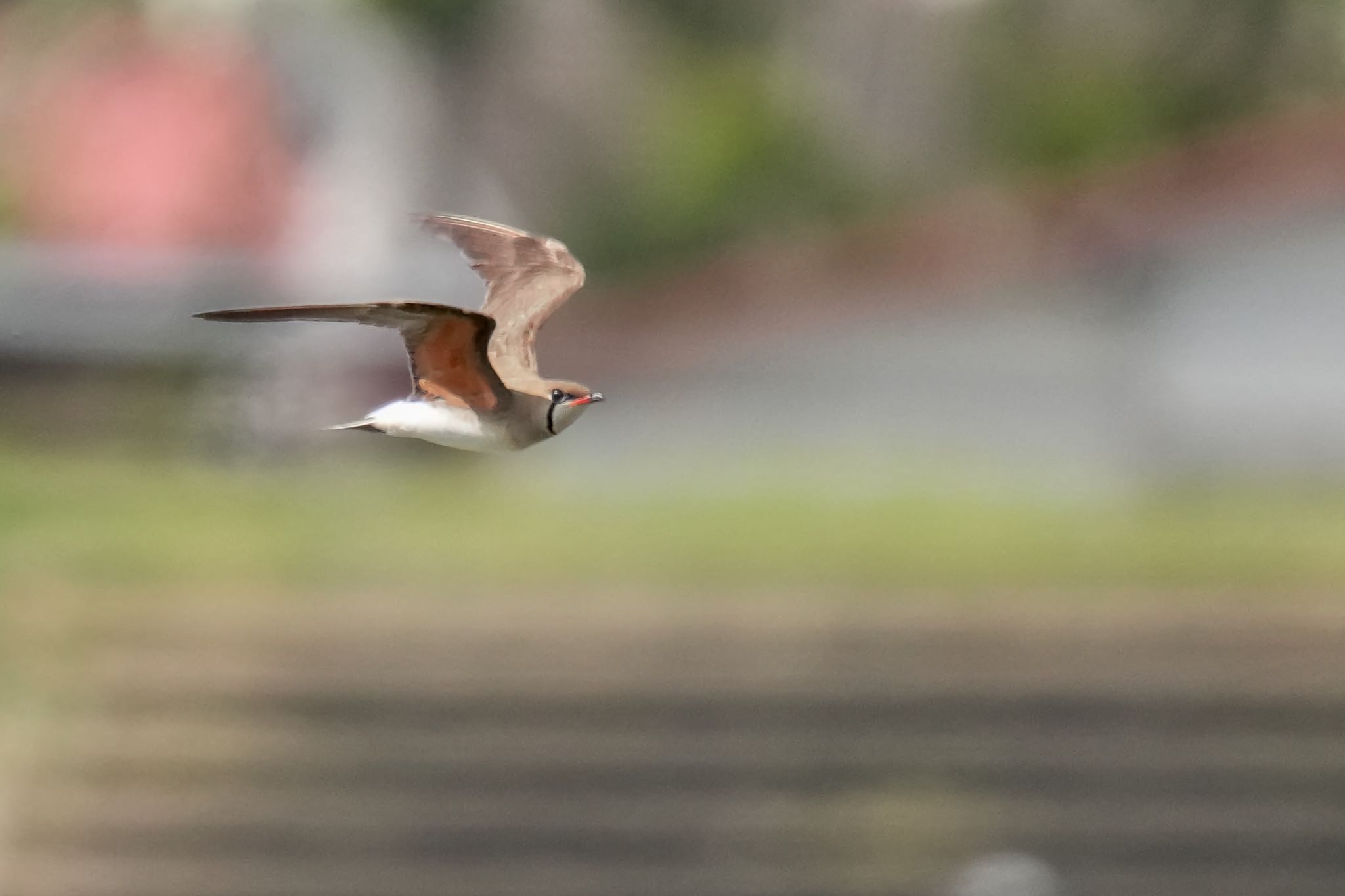 Oriental Pratincole