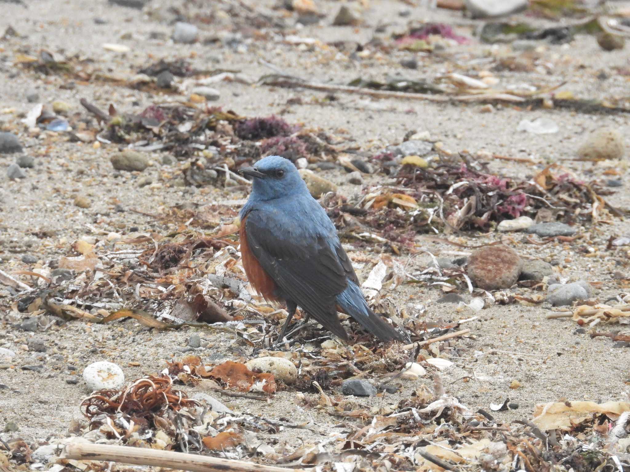 Blue Rock Thrush