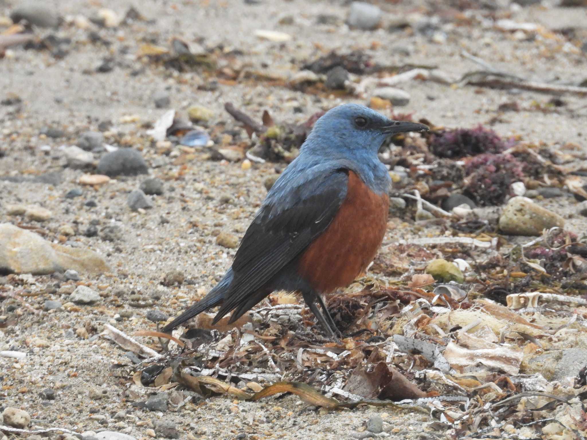 Blue Rock Thrush