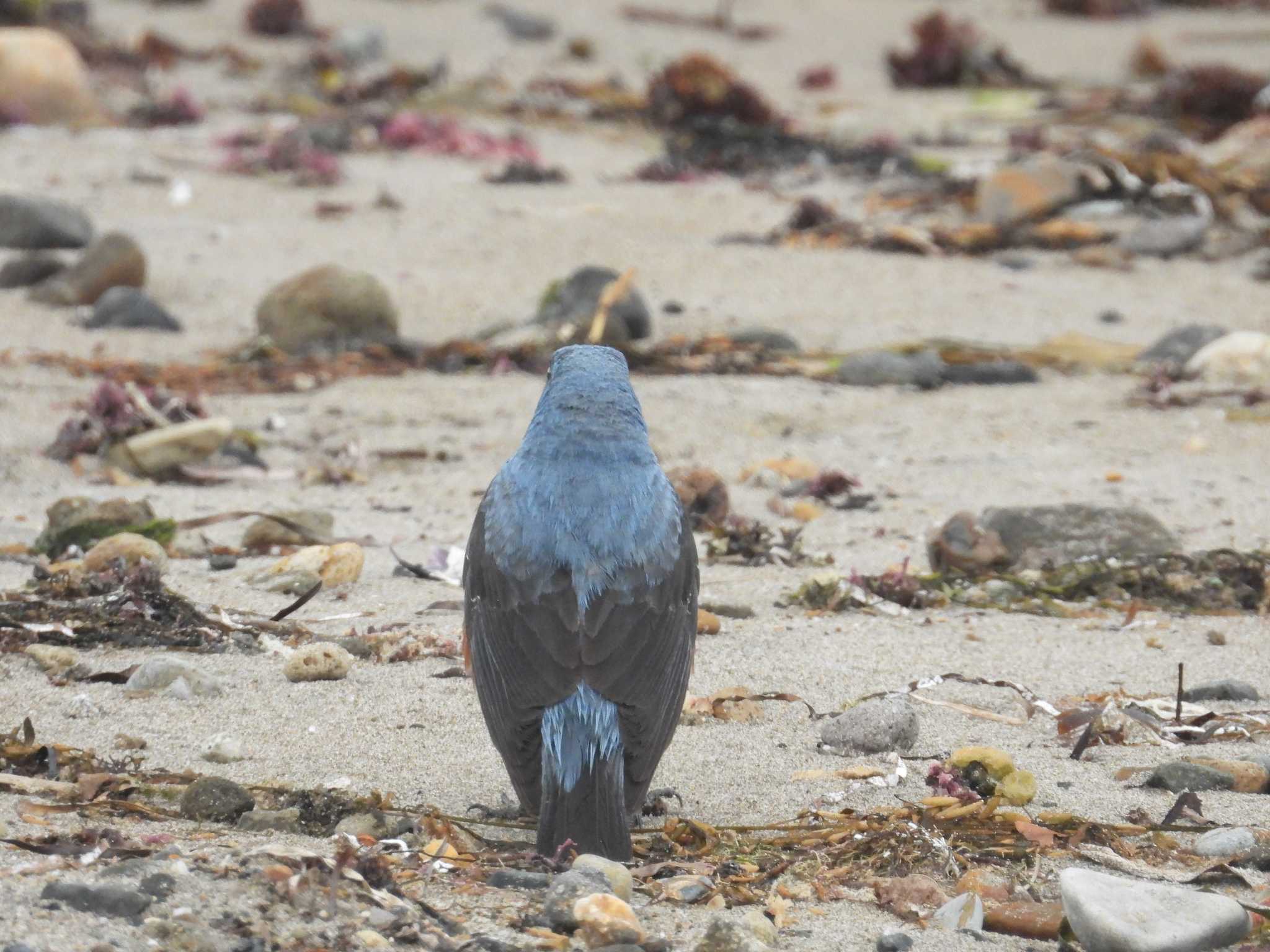 Blue Rock Thrush