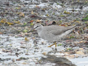 Fri, 5/12/2023 Birding report at 北海道函館市志海苔町