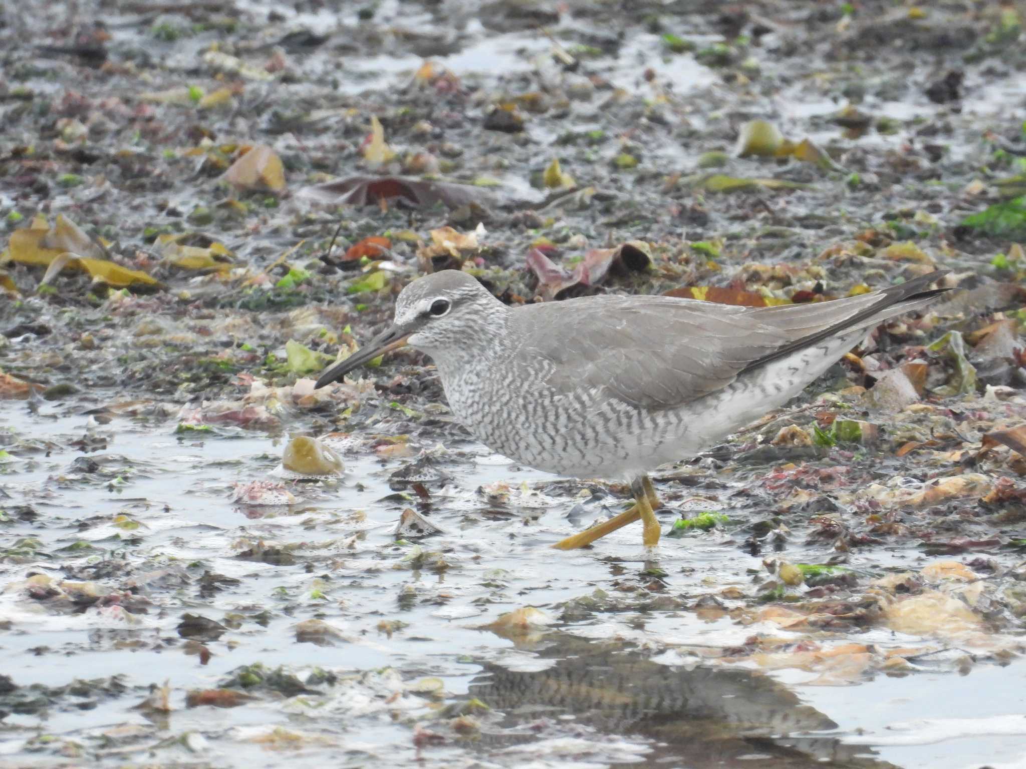 Grey-tailed Tattler