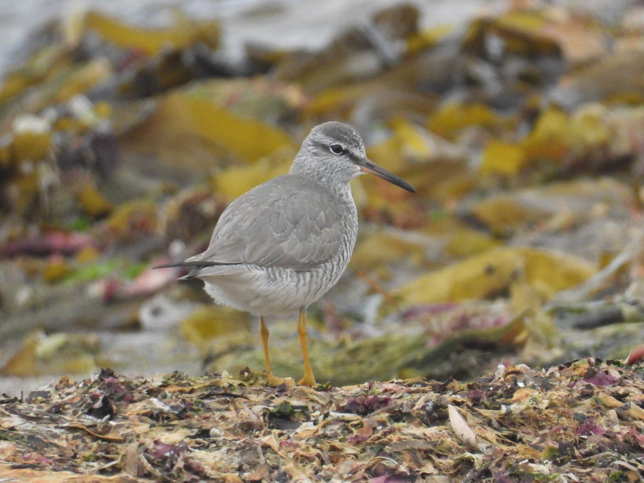 Grey-tailed Tattler