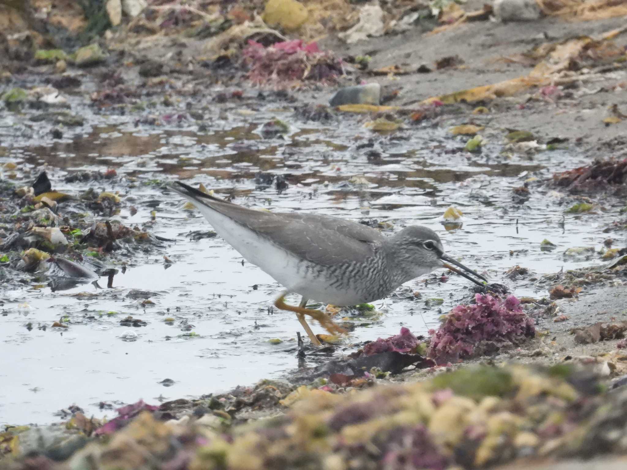 Grey-tailed Tattler